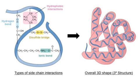 How Is Tertiary Structure Maintained