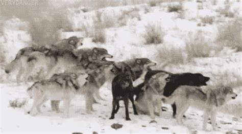 Wolf Squad GIF - Wolf Pack Howling - Discover & Share GIFs