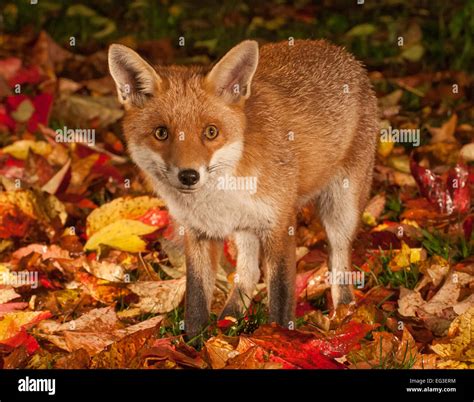 Urban red fox in the autumn leaves Stock Photo - Alamy