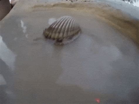 Sea Shell GIFs - Find & Share on GIPHY