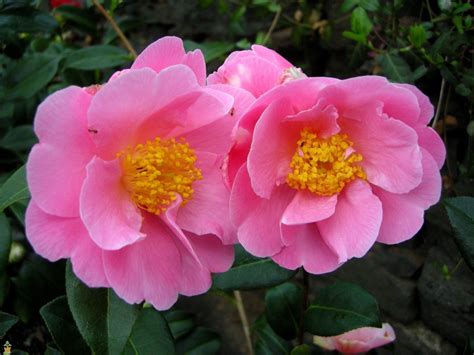 Pink Camellia Wallpapers - Wallpaper Cave