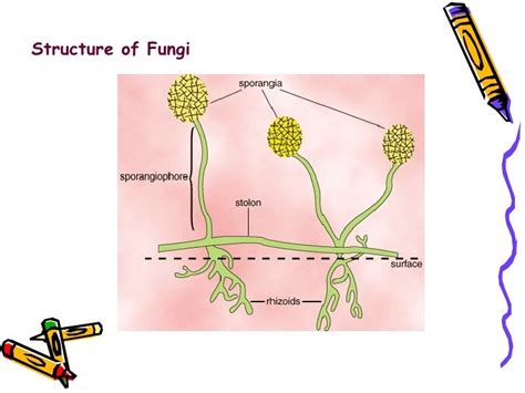 Structure Of Fungi - SEONegativo.com