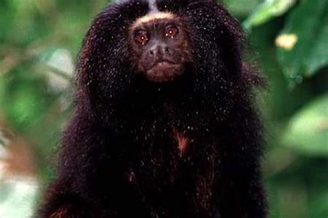 Black Lion Tamarin Conservation