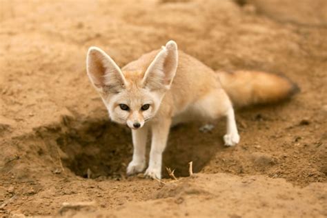 21 Wild Animals in Egypt - christineabroad.com