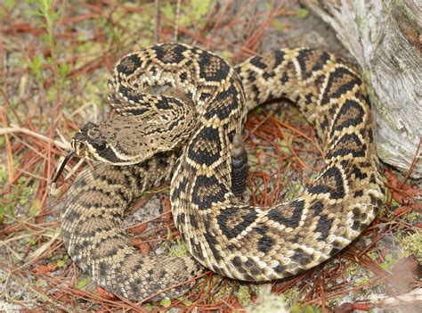 Images: Eastern Diamondback Rattlesnake - Volusia Naturalist