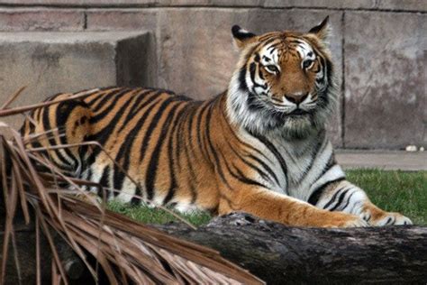 Zoo Miami Update - Their Tiger Is Still Sleeping - The Jitney