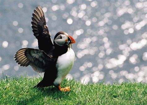 The Faroe Islands have a long knitwear history and.... puffins! Puffins Bird, Different Birds ...