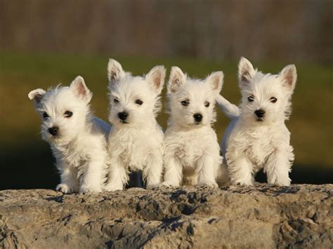 West Highland White Terrier Breed Guide - Learn about the West Highland White Terrier.