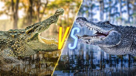 Crocodile Vs Alligator Fight