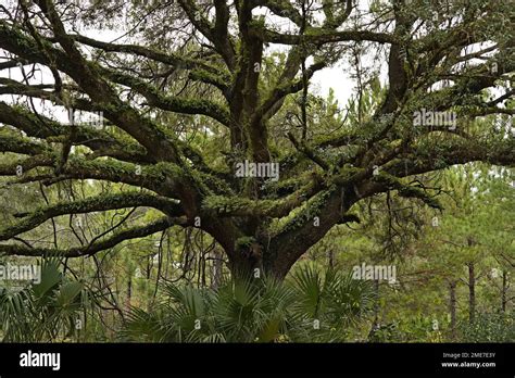 Oak tree, Half Moon Wildlife Management Area, Lake Panasoffkee, Florida ...