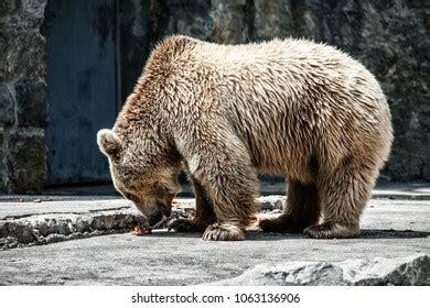 Brown Bear Zoo Stock Photo 1063136906 | Shutterstock