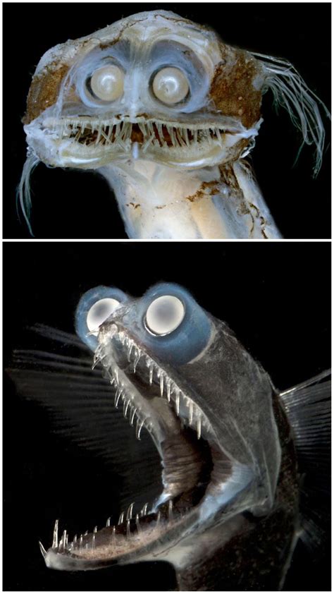 Meet the deep sea telescope fish called Charles. | Deep sea creatures, Weird sea creatures, Deep ...