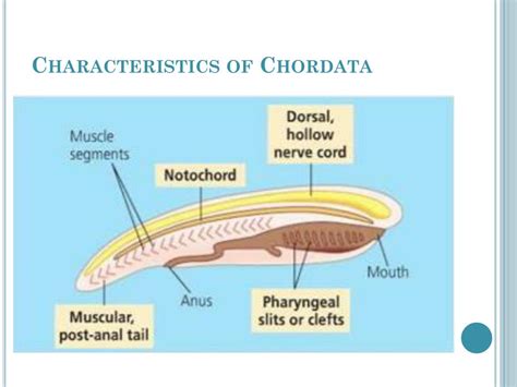 PPT - Nonvertebrate Chordates, Fishes, and Amphibians PowerPoint ...