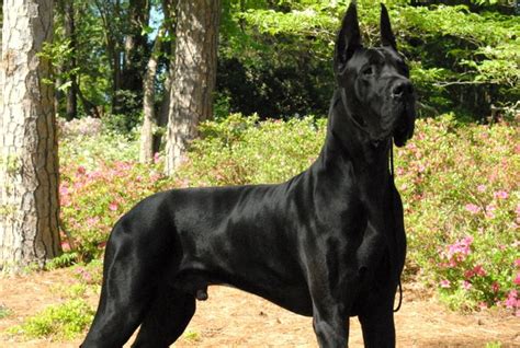 Image - Pure-Black-Great-Dane-Dog.jpg | Animal Jam Clans Wiki | FANDOM ...