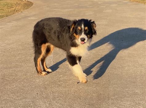 AKC Australian Shepherds