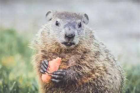 Groundhog Woodchuck - Facts, Size, Diet, Pictures - All Animal Facts