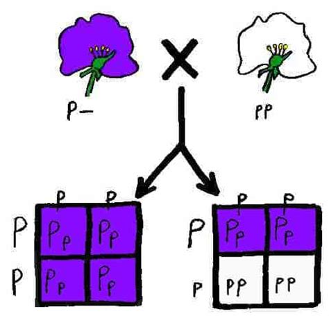 What is a Test Cross: Why is it used (Biology) | Online Homework Help ...