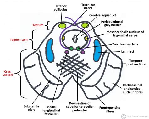 The Midbrain - Colliculi - Peduncles - TeachMeAnatomy