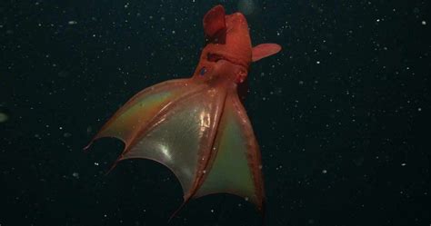 Vampire Squid Facts: They Eat Zooplankton, Waste, and Mucus - Odd Facts