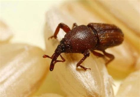 Rice weevil / Sitophilus oryzae - BioChemTech IPM