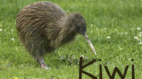 Amazing and Surprising Facts about Kiwi bird -The national animal of ...