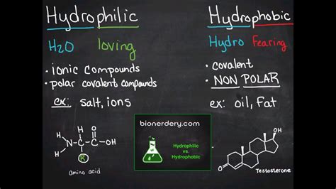 Are hydrophobic amino acids nonpolar - locedbroker