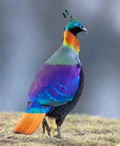 Himalaya Birding Tours, 49% OFF | deborahsilvermusic.com