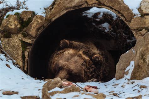 740+ Cueva Oso Fotografías de stock, fotos e imágenes libres de derechos - iStock