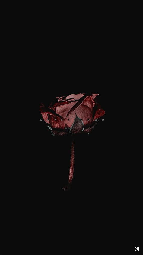 Dark Roses Aesthetic Wallpapers on WallpaperDog