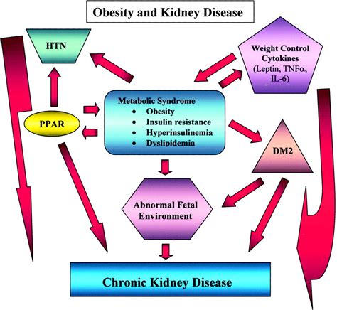 Chronic Kidney Disease - Chronic kidney disease