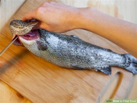 How to Fillet Trout: 11 Steps (with Pictures) - wikiHow