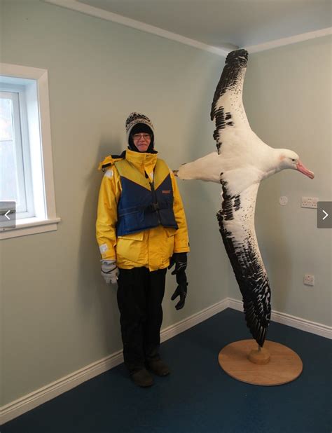 The wandering albatross is huge : r/HumanForScale