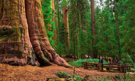 Envuelven el árbol más grande del mundo para salvarlo del fuego