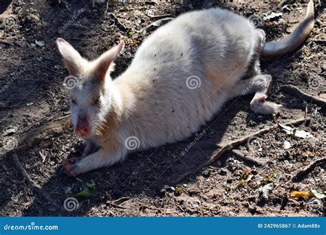 Beautiful Rare an Albino Kangaroo in the Park Stock Image - Image of ...