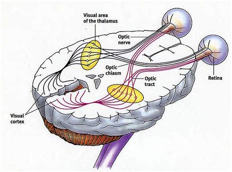 Visual Evoked Potentials - A Different Approach