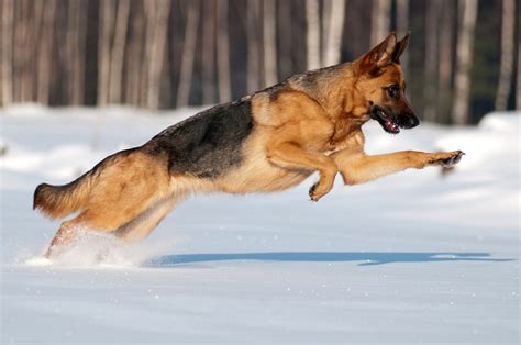 Do German Shepherds Like Snow? - German Shepherd Dog HQ