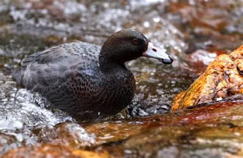 Blue Duck - Description, Habitat, Image, Diet, and Interesting Facts