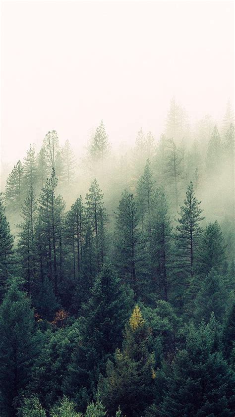 Discover 72+ foggy forest wallpaper 4k latest - in.coedo.com.vn