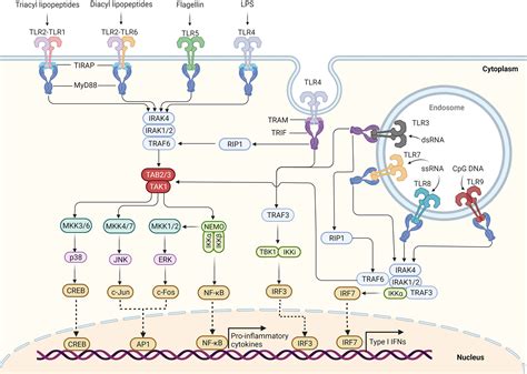 Toll Like Receptor Signaling Pathway This Is A Simplified Version Of ...