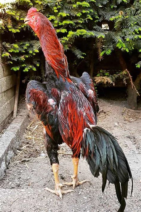 7 Prominent Fighting Chicken Breeds (With Pictures)