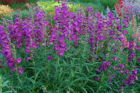 Penstemon Cha Cha Purple (Beardtongue)