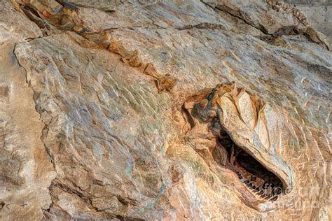 Camarasaurus Skeleton In The Morrison Formation At Dinosaur National Monument Photograph by Gary ...