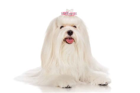 Maltese: Sweet, easily-trained dogs with grooming needs