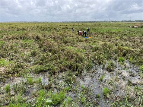 Kuttanad: Ready-to-reap paddy fields floods in summer rains