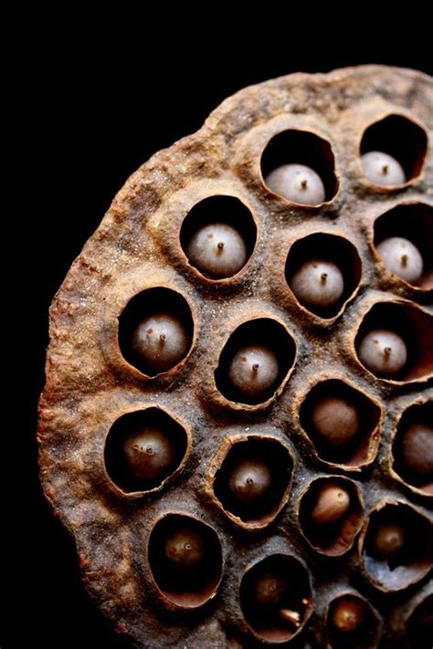 Lotus Pod Skin | lotus seed pod - holes | Creepy photos | Pinterest | Lotus, Seed pods and Seeds