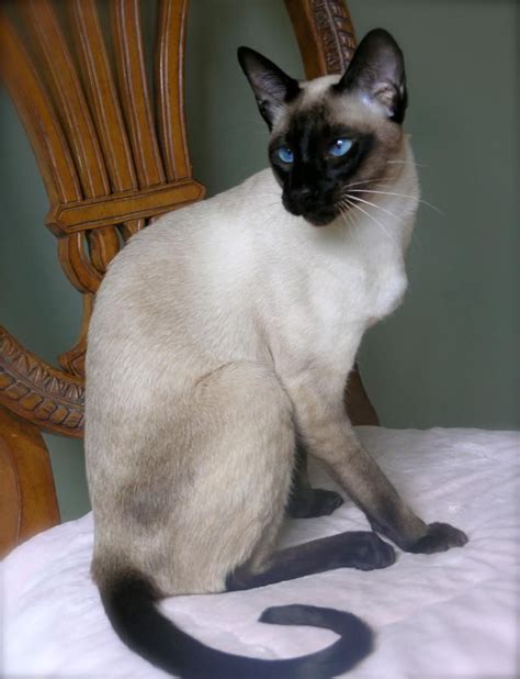 Carol Gagatch Seal Point Siamese Stud Cruise from Carolina Blues Cattery | Siamese cats blue ...