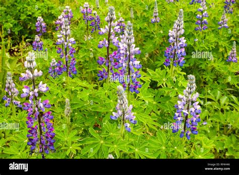 Purple lupine flowers wildflowers native plants blooming at Bartlett Cove in Glacier Bay ...