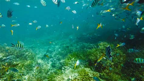 Free Images : underwater, sea, marine biology, coral reef, organism, natural environment, water ...