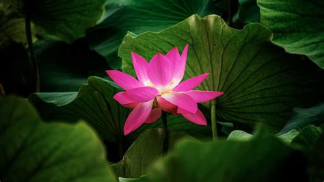 lotus, flower, plant, leaves, 4k HD Wallpaper