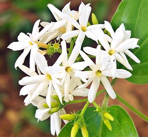 10 Monsoon Flowers in India